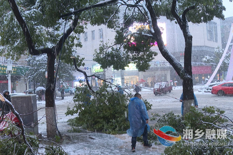 【应对低温雨雪天气】园林绿化服务中心：清理残枝护绿忙