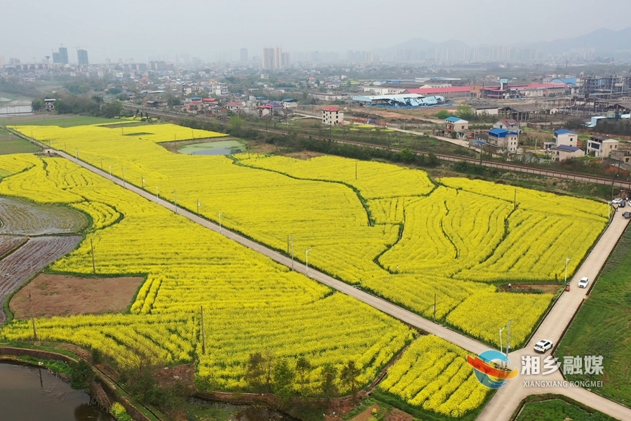 人勤春来早 奋进新征程｜白托村300亩油菜花开 金色点缀暖春