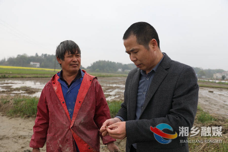 湘乡：春耕遇上“倒春寒” 农技指导护秧苗