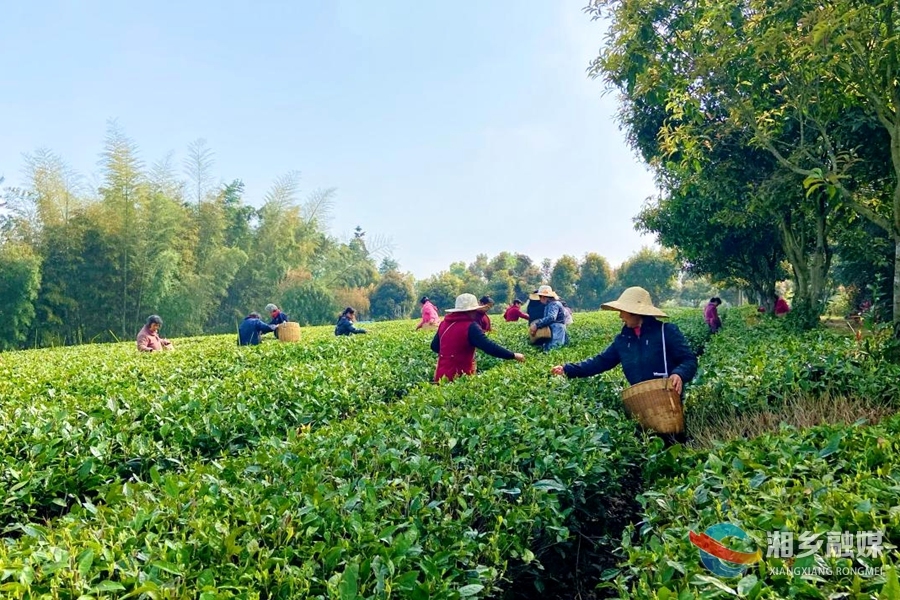 人勤春来早 奋进新征程 | 明前茶飘香 茶农采摘忙