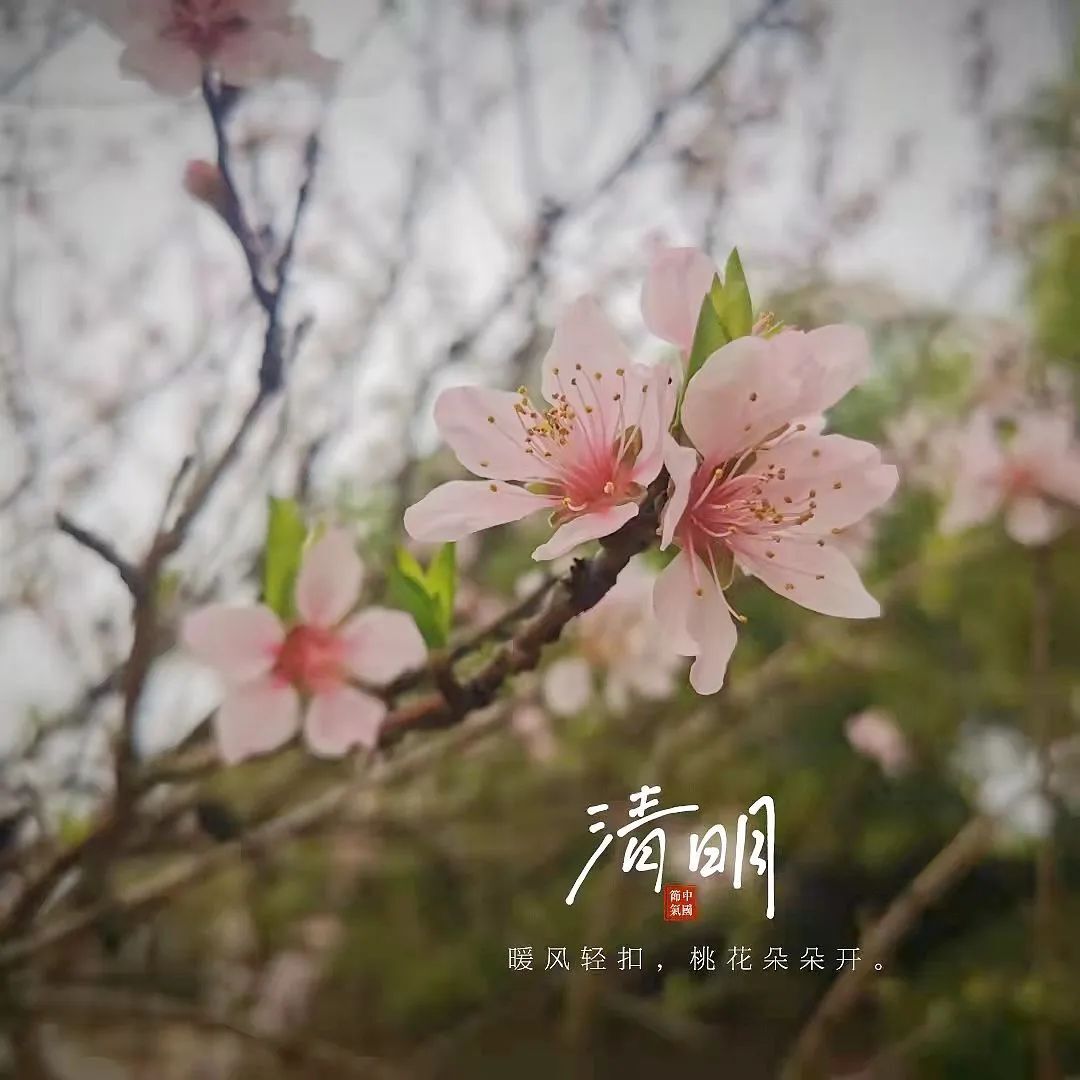 今日清明 | 又到一年安放思念的日子