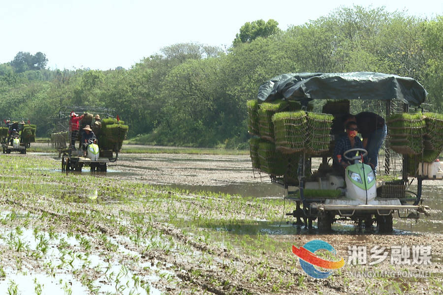【人勤春来早 奋进新征程】湘乡：春耕正当时 田野抛秧忙