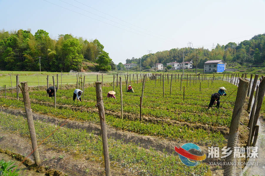 【人勤春来早 奋进新征程】湘乡：油茶基地育苗忙 群众增收路子宽