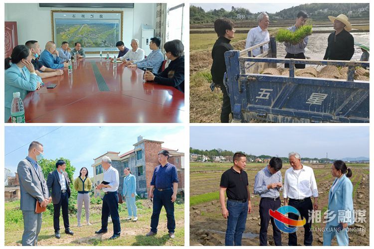 省调研组来金石镇调研指导早稻生产工作