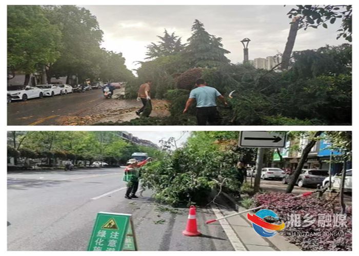 [城管局]迅速出击 应急处置倒树断枝