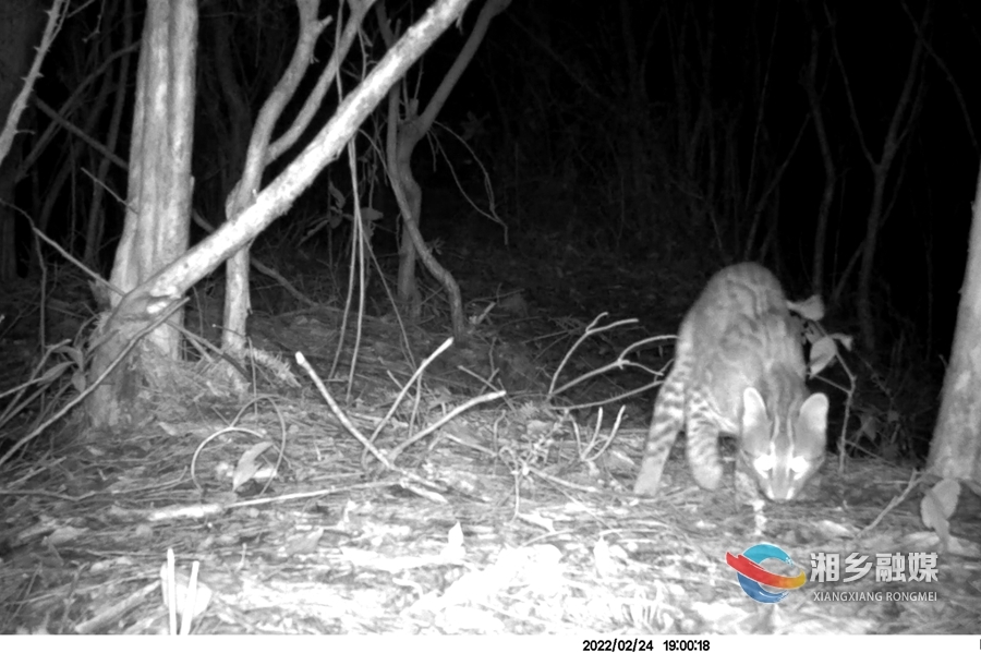 国家二级保护动物豹猫首现湘乡