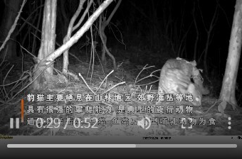 国家二级保护动物豹猫首现湘乡