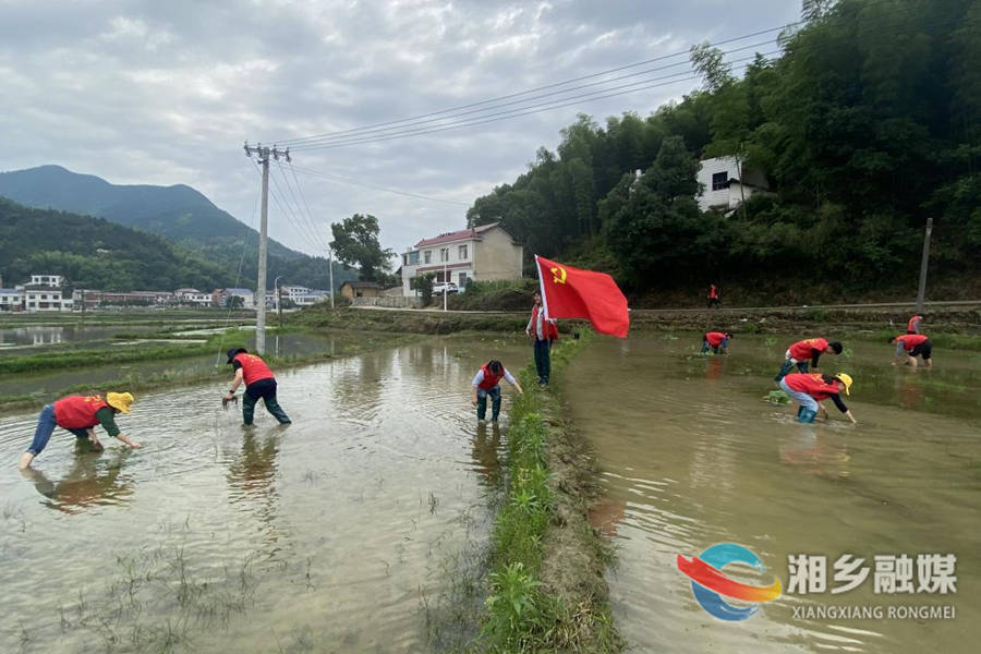 【心连心走基层 面对面解难题】栗山镇：党员干部下荷塘 助农除草解民困