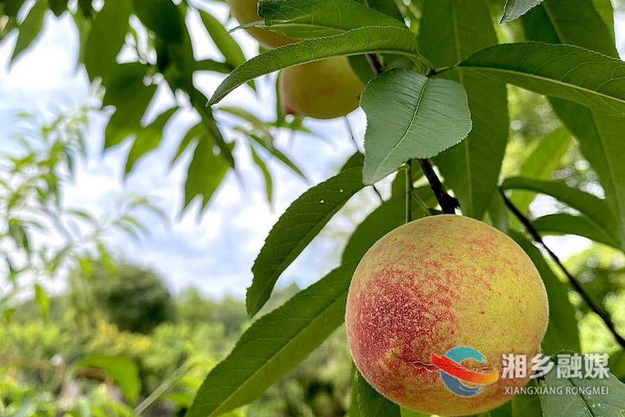 水蜜桃喜获丰收 农户急盼销路