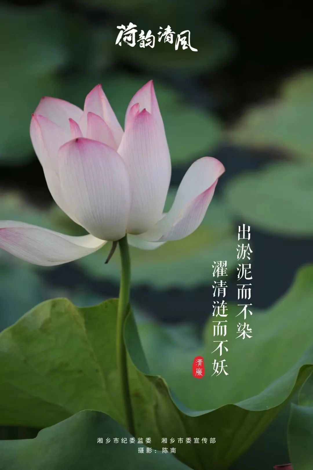 海报 | 夏至，荷韵清风
