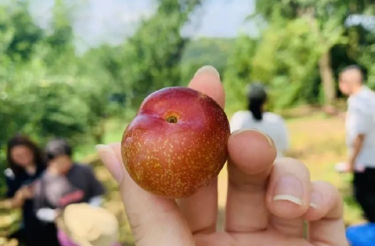 直播预告 | 翻江镇大山里的这种果子熟啦！湘乡人快来为爱下单！