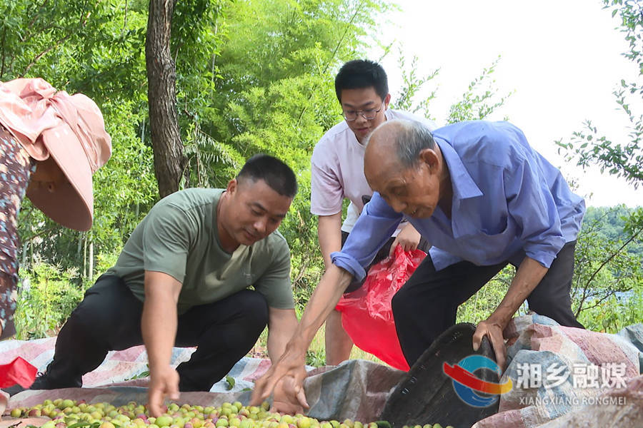 【心连心走基层 面对面解难题】网络直播卖李子 助农增收畅销路