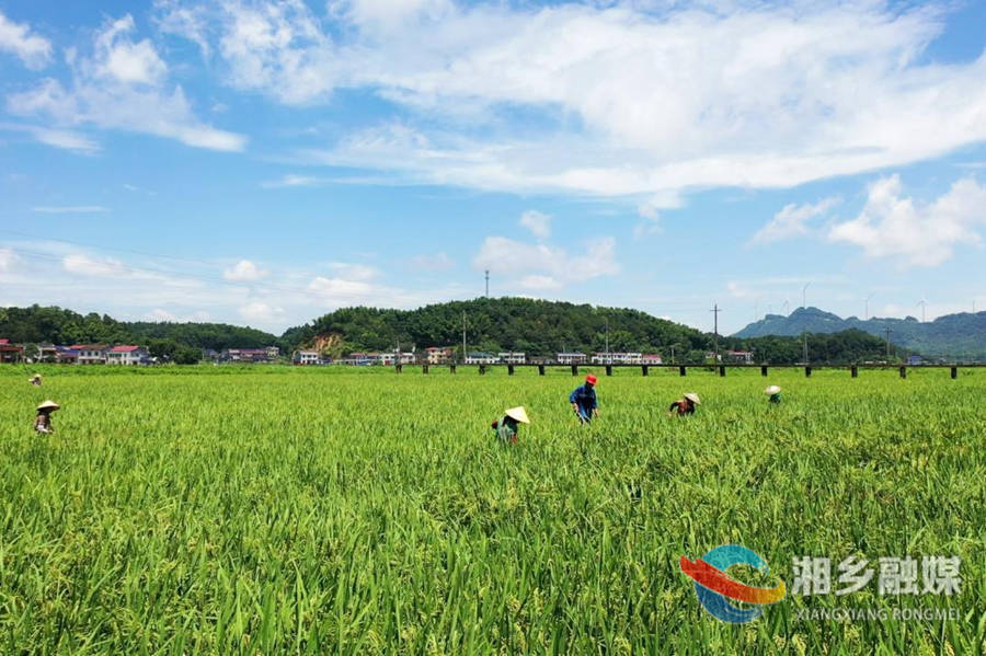 湘乡：“统分结合”新模式  促进粮食丰产