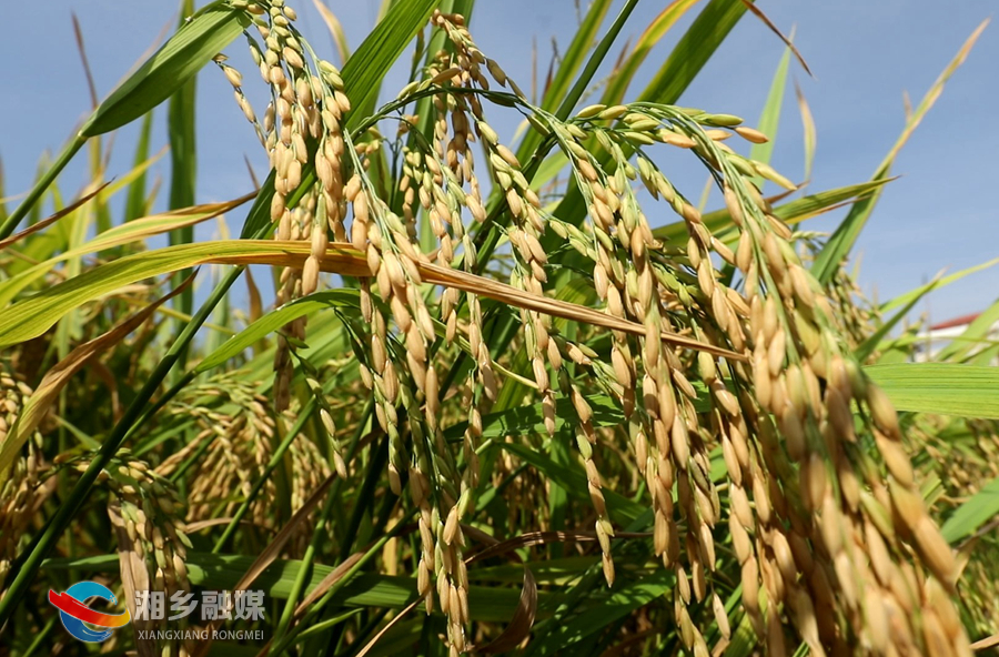 湘乡：“订单式”农业让农民增收又省心