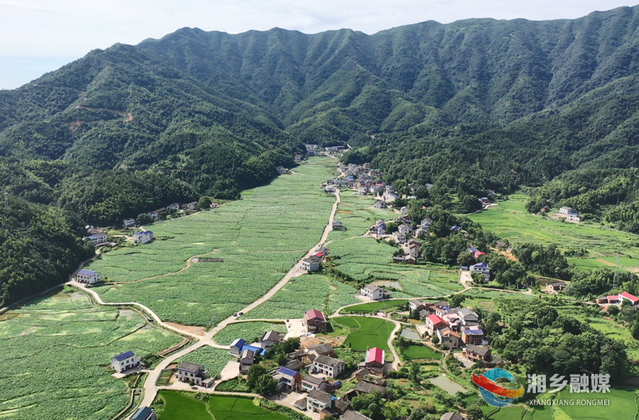 乡村振兴 | 栗山镇荆泉村：荷花绽放惹人醉 农旅融合引客来