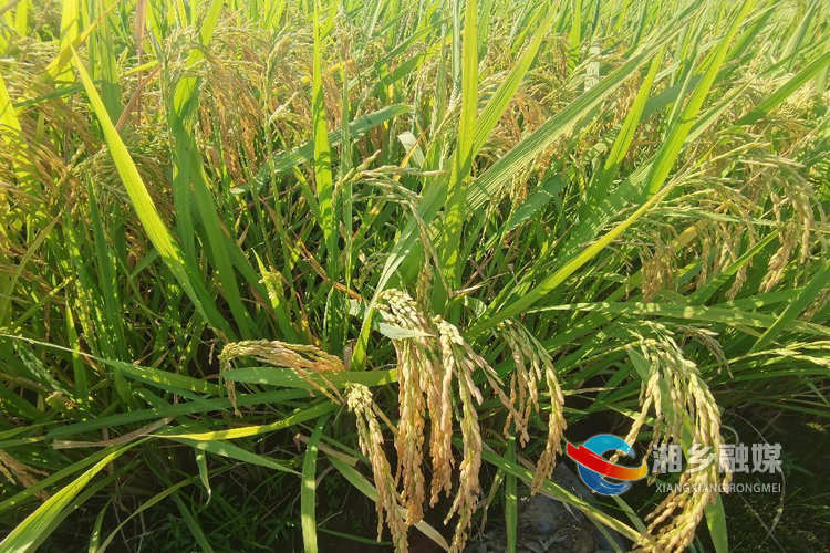 [气象局]开展实地农情调查 做好为农气象服务