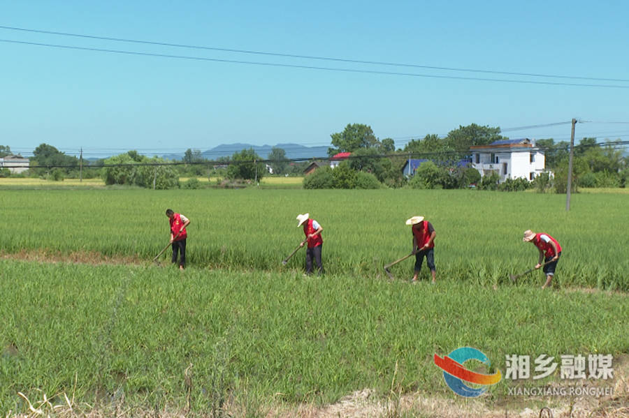【心连心走基层 面对面解难题】泉塘镇：田间“志愿红” 为水稻“解渴”