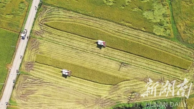 如何降低耕种成本、提升亩产效益？湘潭“统分结合”有“妙招”