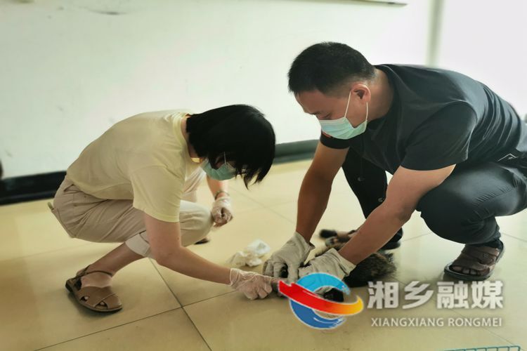 [林业局]救助放生果子狸 市民野保意识强