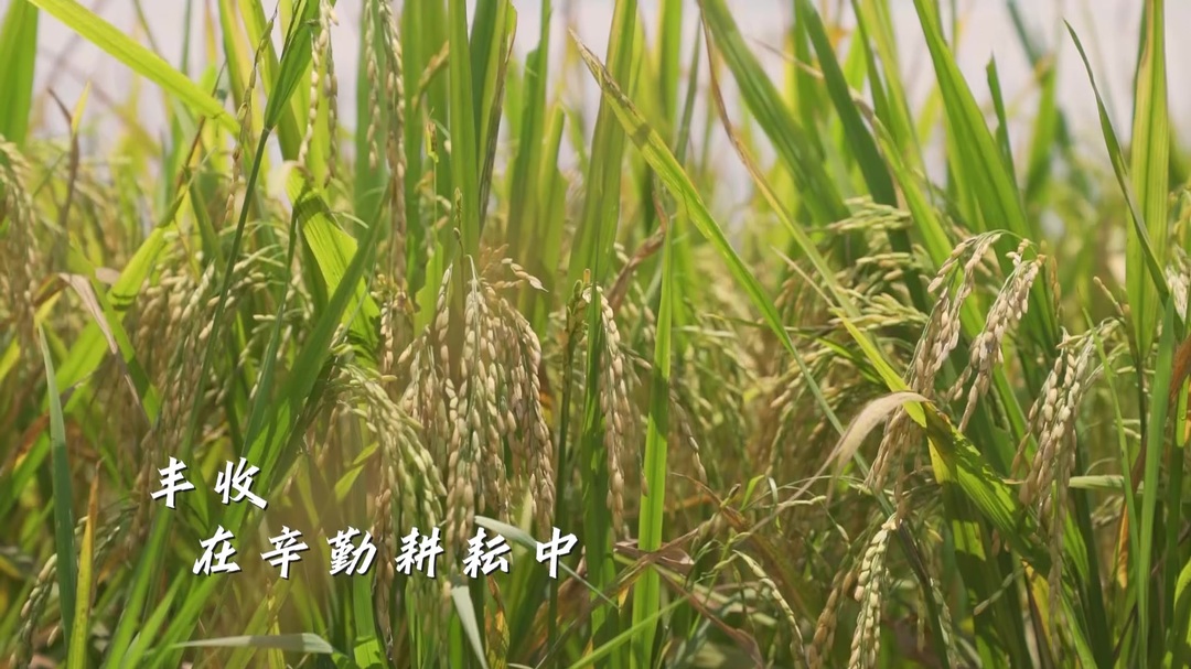农民丰收节 致敬所有辛勤的耕耘者！