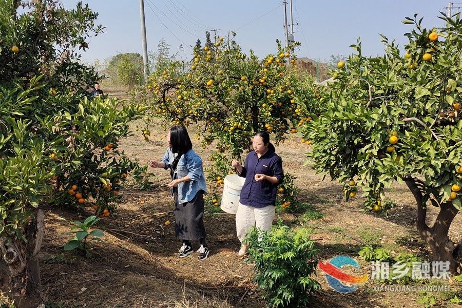 【丰收故事】鹅婆山橘子成熟迎客来 满园金果惹人馋