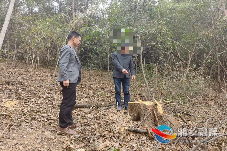 [林业局]“林长制”显成效 滥伐林木者被绳之以法