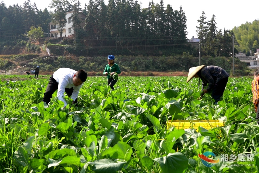 【丰收故事】金薮乡金薮村：蔬菜基地迎丰收 助农增收有奔头