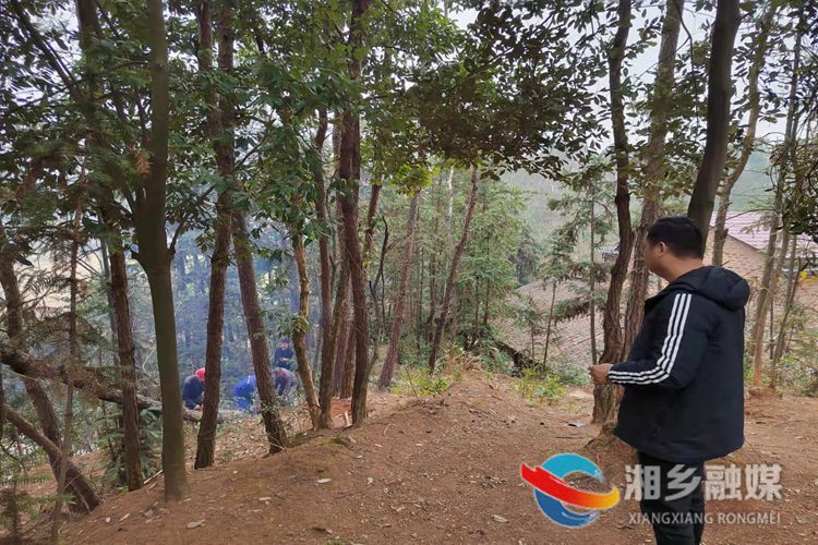 [林业局]抢抓有利时机 开展松材线虫病除治工作