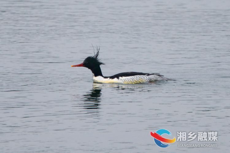 “国宝鸭”首次现身湘乡