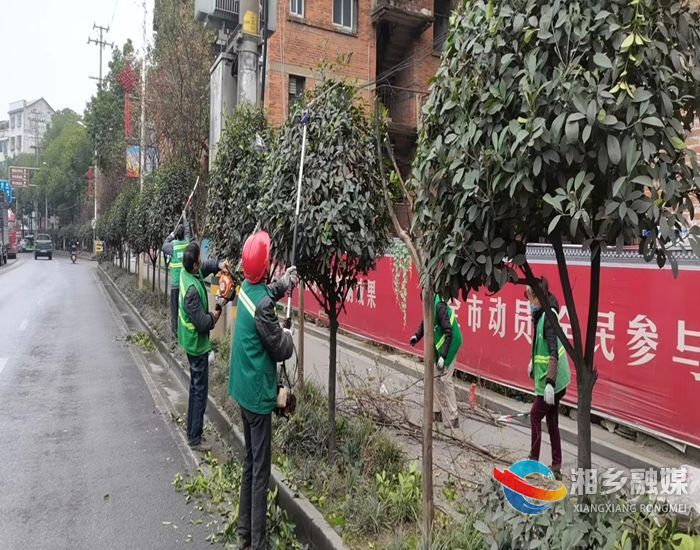 [城管局]冬季修剪正当时 静待来年绿满枝