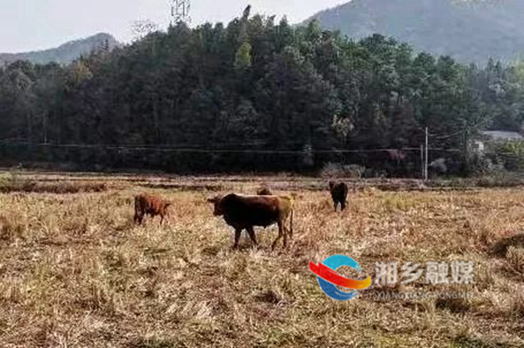 任性”牛群出走！湘乡公安跨越10多公里将其找回