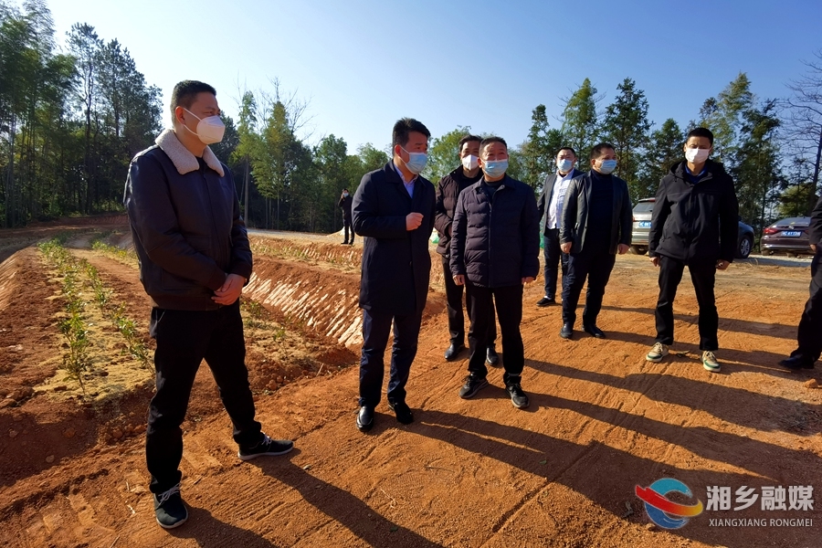 湘乡开展新开发茶叶基地调研：加大茶旅融合 打造品牌矩阵