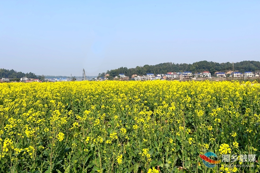 【奋进的春天】金石镇：油菜花开遍地“金”