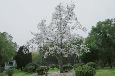 短视频 | 春临龙城 花满枝头