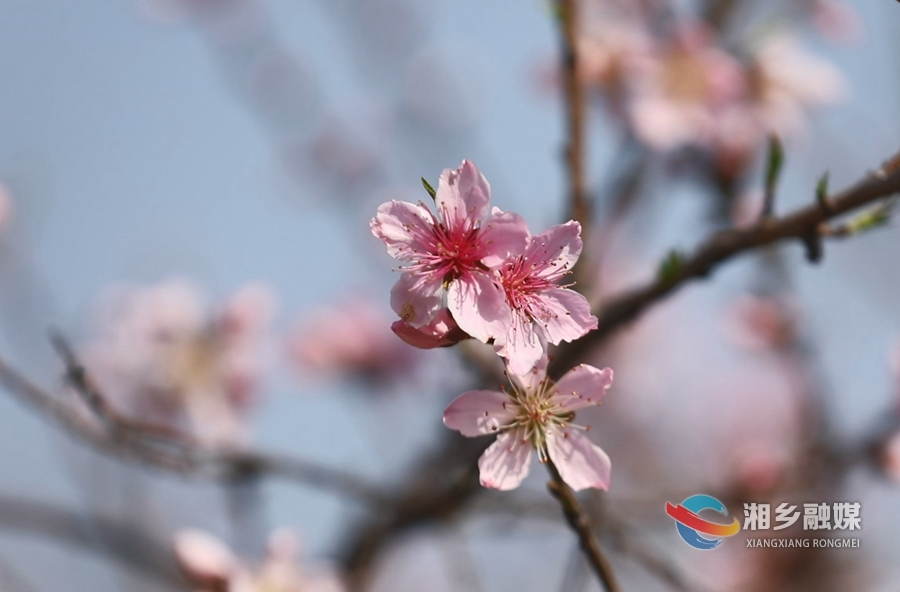 桃花盛开春意浓 踏青赏花正当时