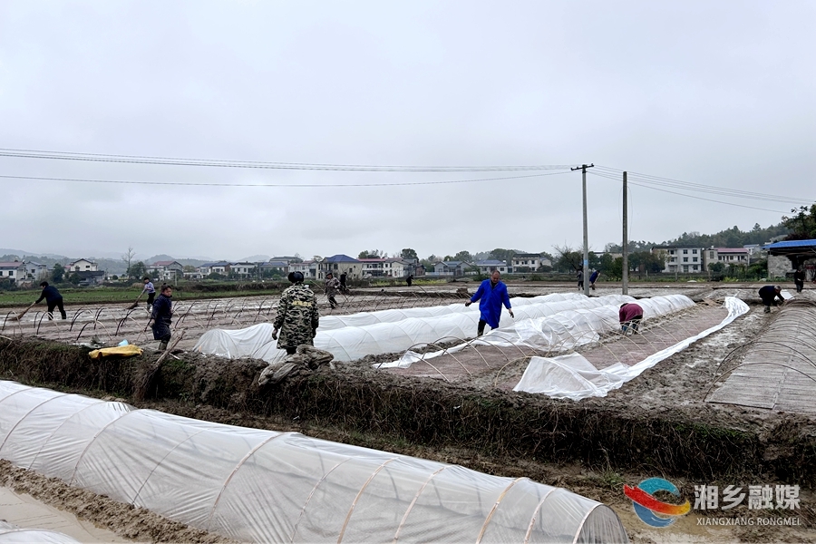 【奋进的春天】梅桥镇万新村：集中育秧忙 不负好春光