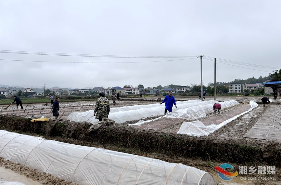 【奋进的春天】梅桥镇万新村：集中育秧忙 不负好春光