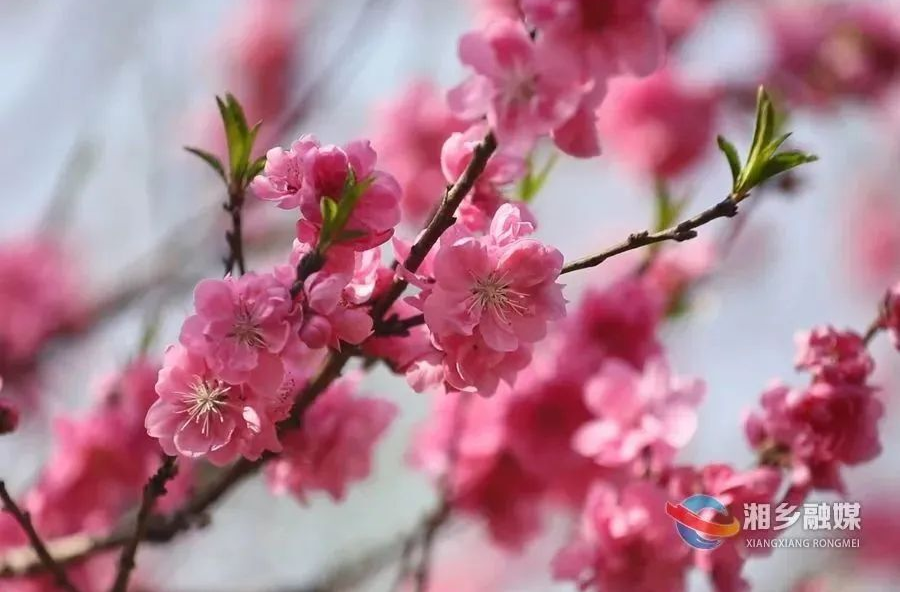桃花节来了！让我们共赴湘乡的春日盛宴......