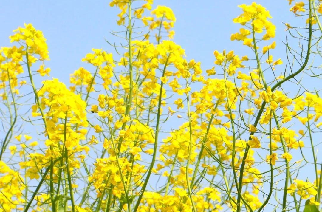 今日春分丨正是人间好时节 所有美好如约而至！