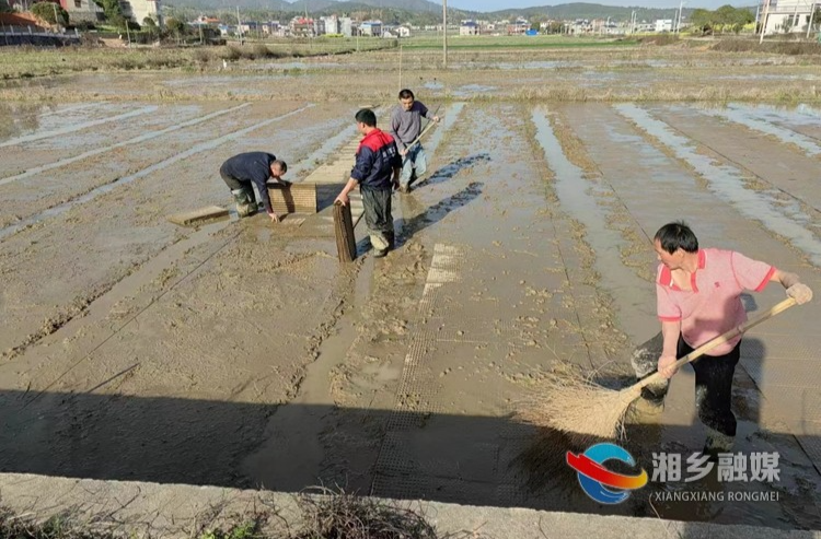 [龙洞镇]集中育秧抢农时 春耕备耕掀热潮