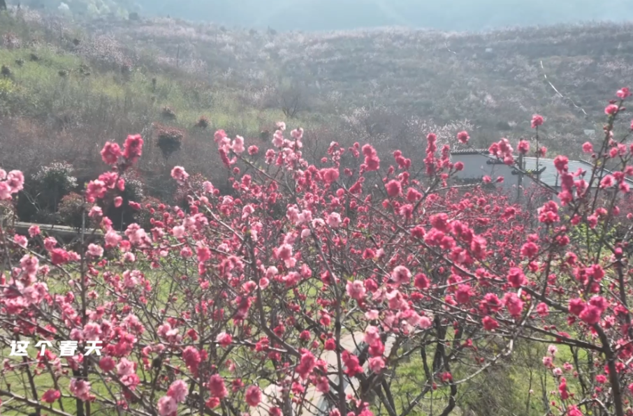 不止烤全羊！来湘乡桃花节 为你解锁壶天石羊的N种吃法.....