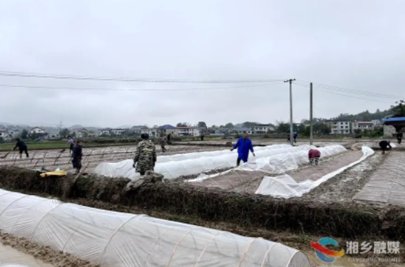 不负好春光！湘乡梅桥镇万新村集中育秧忙