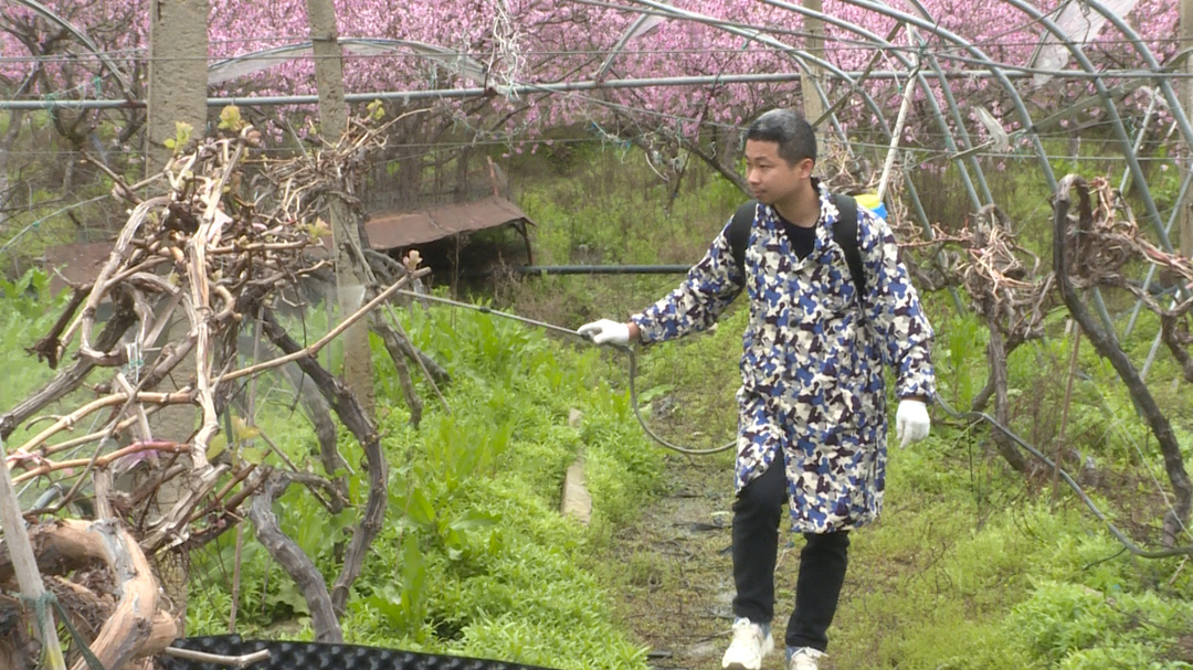 【湘恋英才 携手乡依】谢甜：打造家门口的世外“萄”源