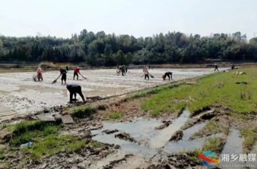 开启轻松种粮新模式 湘乡164家农业生产主体代表加入“大联盟”