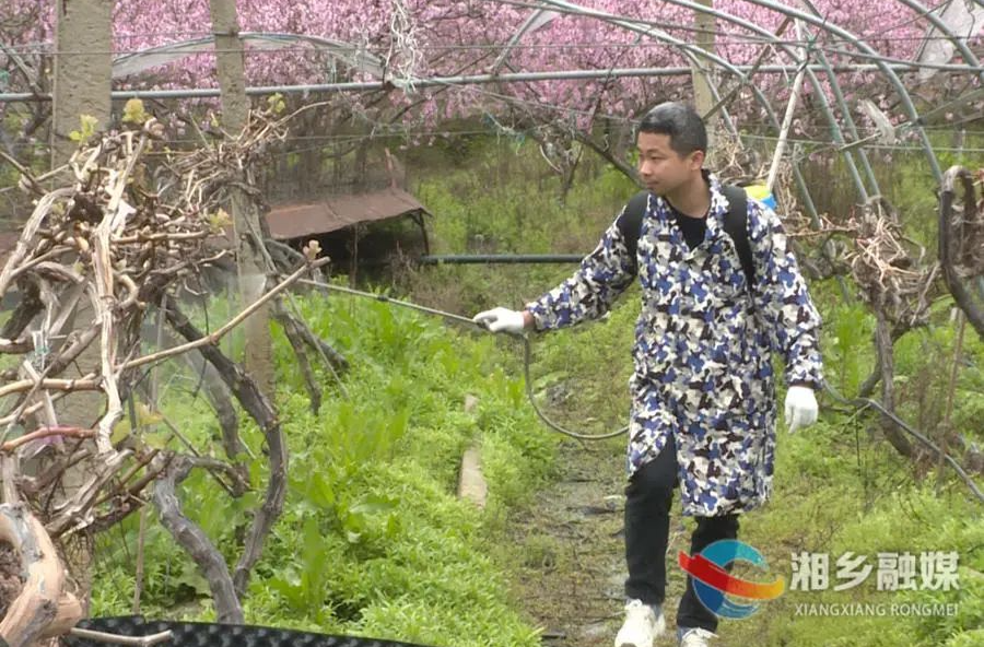 一步一脚印，湘乡男子打造出家门口的世外“萄”源