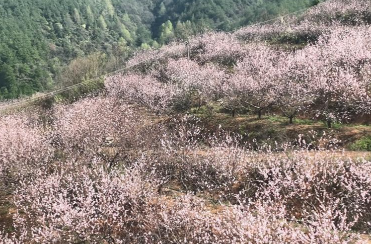 桃花节你去了吗？快来翻江镇徜徉千亩花海 共赴“春天之约”