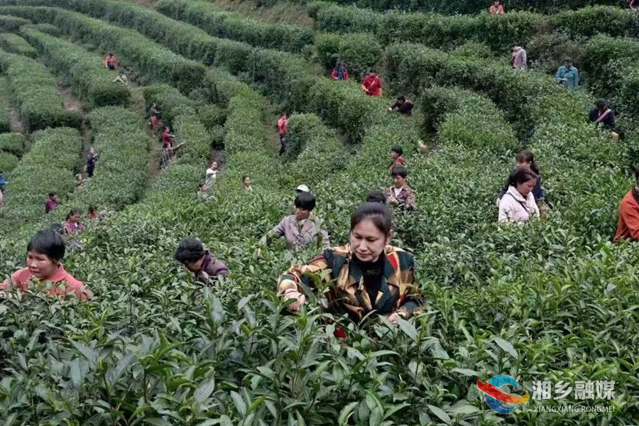 【奋进的春天】“明前茶”抢“鲜”  茶企制茶忙