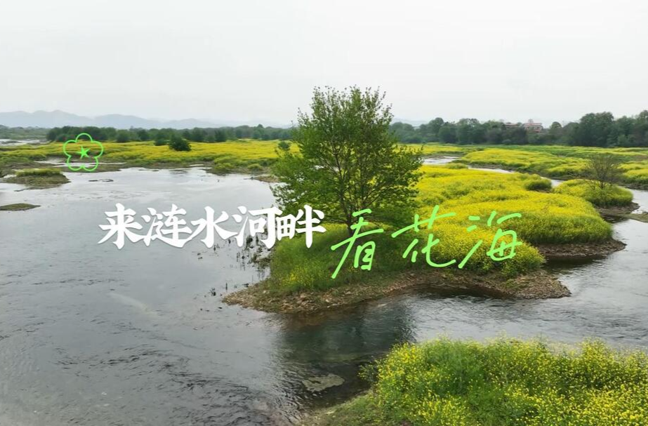 来涟水河畔看花海