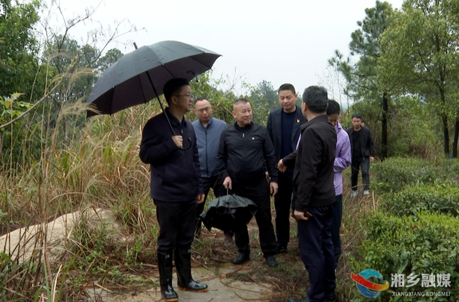 谢岸烨到乡镇调研茶产业发展情况