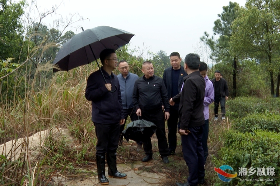 谢岸烨到乡镇调研茶产业发展情况
